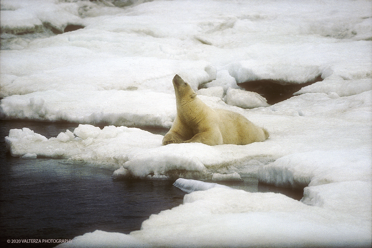 102 SIBERIA.jpg - Luglio/Agosto 1992. Siberia, terra dei Chukchi. Nell'oceano artico  125 Km a nord-est della penisola dei Chukchi (Siberia) c'Ã¨  l'isola di Wrangel, essa ospita piÃ¹ del doppio di specie vegetali (417) di qualsiasi territorio artico a paritÃ  di superficie nonchÃ¨ 30 specie diverse di uccelli oltre ad orsi polari, foche e trichechi ; per questo motivo   Ã¨ stata proclamata patrimonio dell'umanitÃ  dall'UNESCO. Nella foto banchisa dell'isola di Wrangell, esemplare maschio di orso polare il cui peso si aggira tra i 600 ed i 700 KG